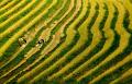 321 - WAVE RICE ON THE MOUNTAIN 33 - NGUYEN DAN - viet nam